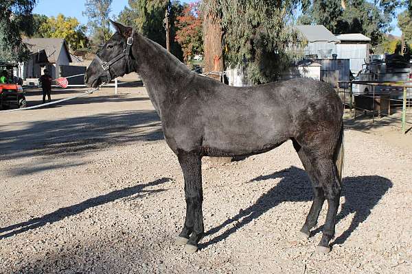 cross-ties-andalusian-horse