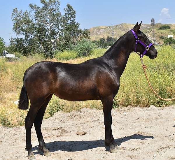 ancce-anglo-arabian-horse
