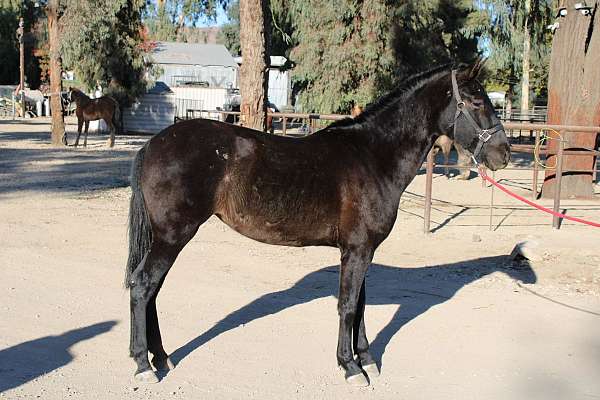 ancce-anglo-arabian-horse