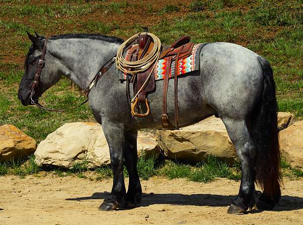 all-around-percheron-horse