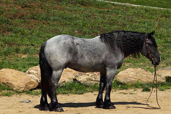 trail-percheron-horse