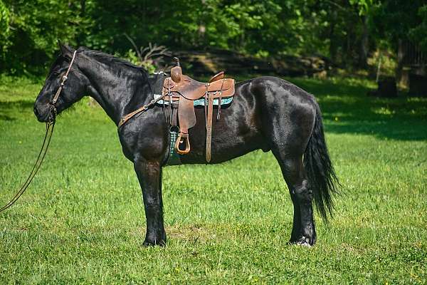 black-trail-class-competiti-horse
