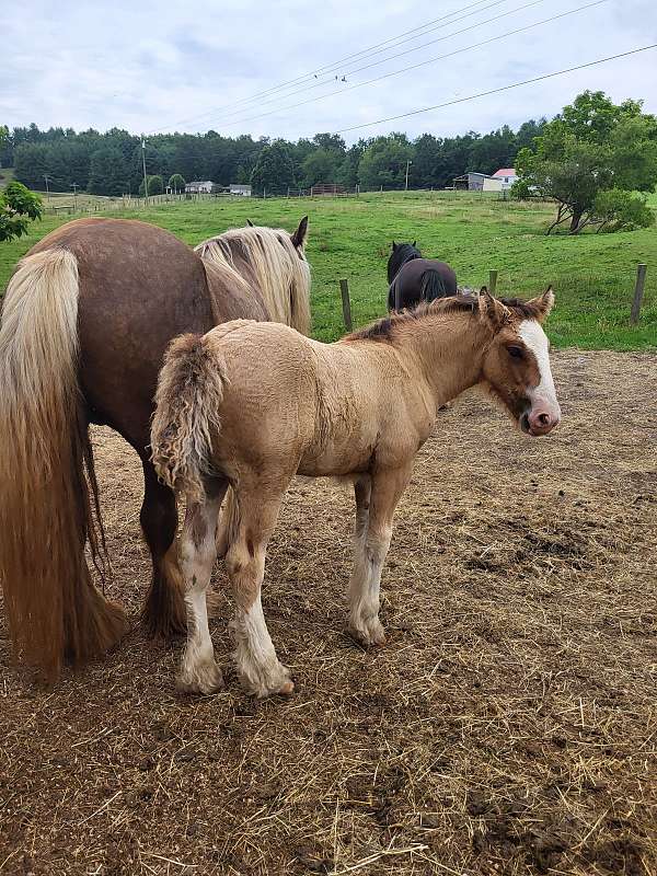 bay-dun-gypsy-vanner-horse