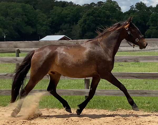 ahs-andalusian-gelding