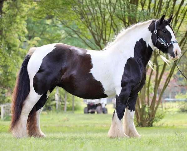 western-pleasure-gypsy-vanner-horse