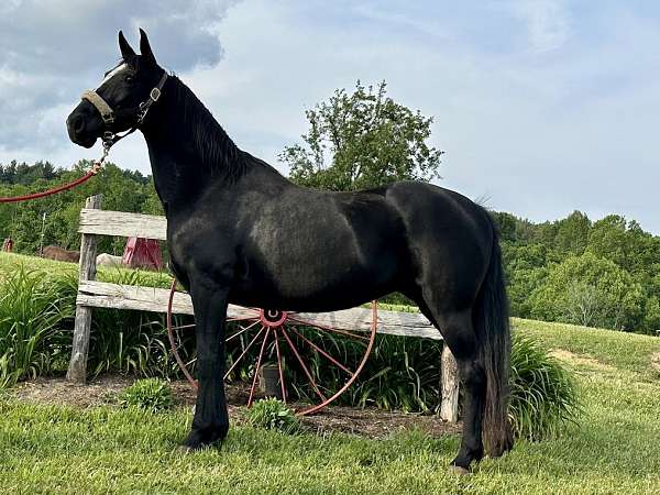 any-rider-tennessee-walking-horse