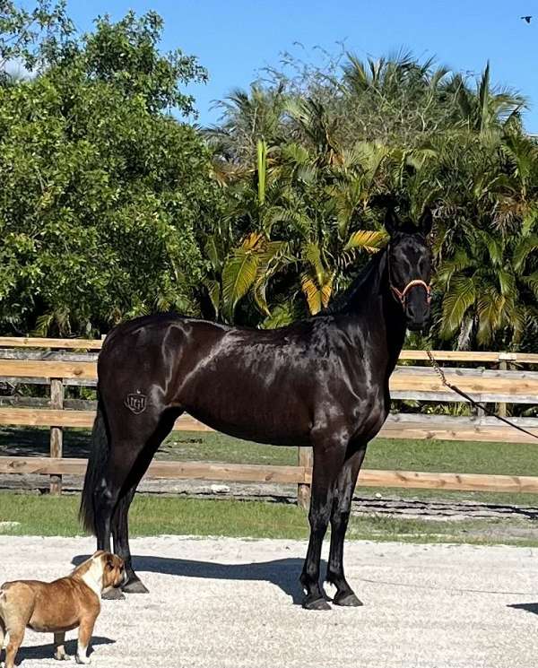 jet-black-andalusian-horse
