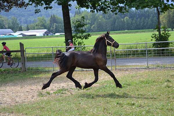 black-friesian-filly