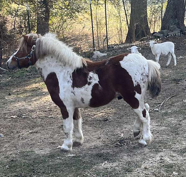 driving-ridden-western-mule