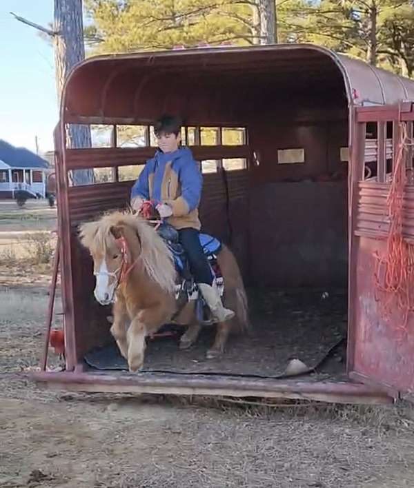 sorrel-with-light-mane-tail-white-blaze-socks-horse