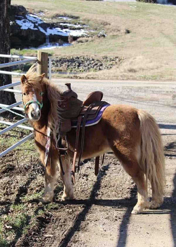 age-belgian-horse