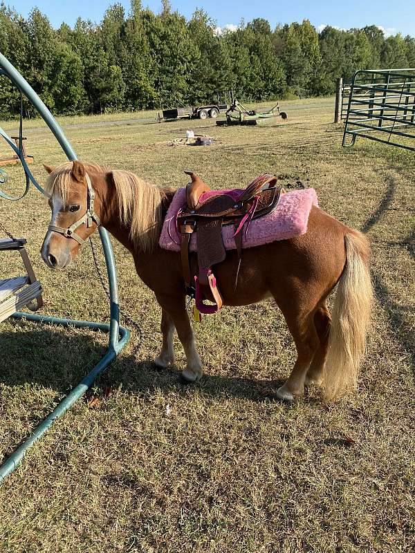 sorrel-with-light-mane-tail-white-blaze-socks-horse