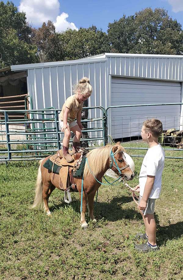 driving-ridden-western-mule