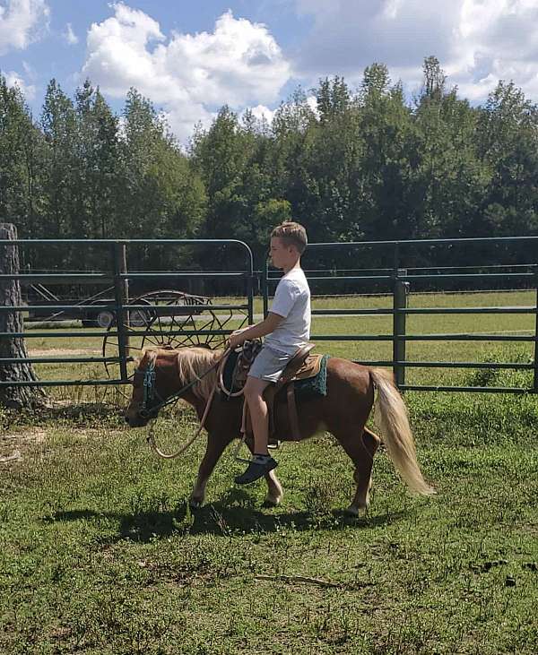 age-belgian-horse