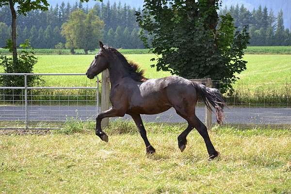 black-friesian-filly