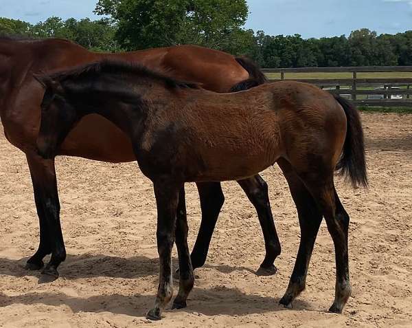 ridden-english-unborn-foal