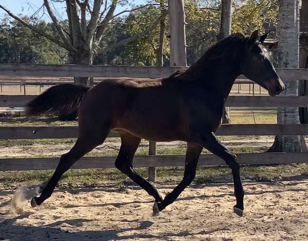 ridden-english-unborn-foal