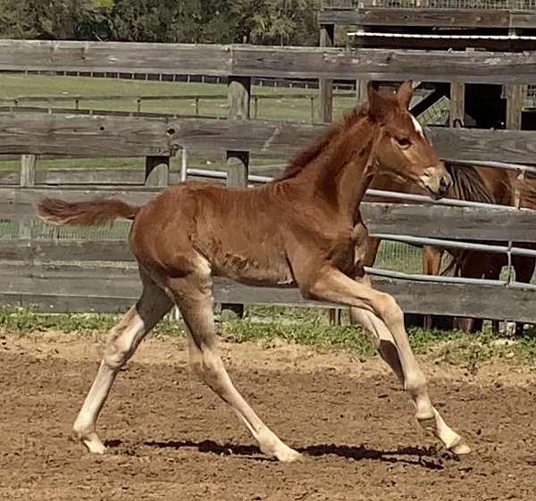 program-hanoverian-horse