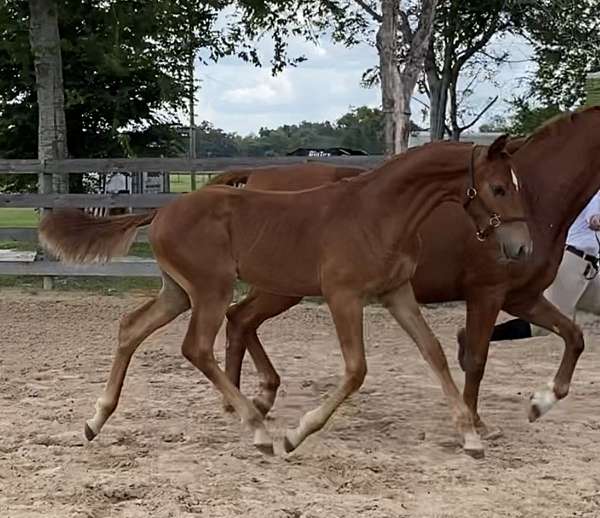 program-hanoverian-horse