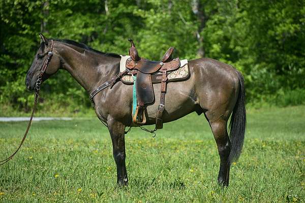 grulla-trail-class-competiti-horse