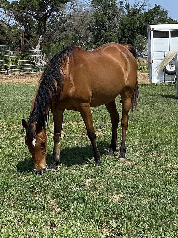 beginner-arabian-horse