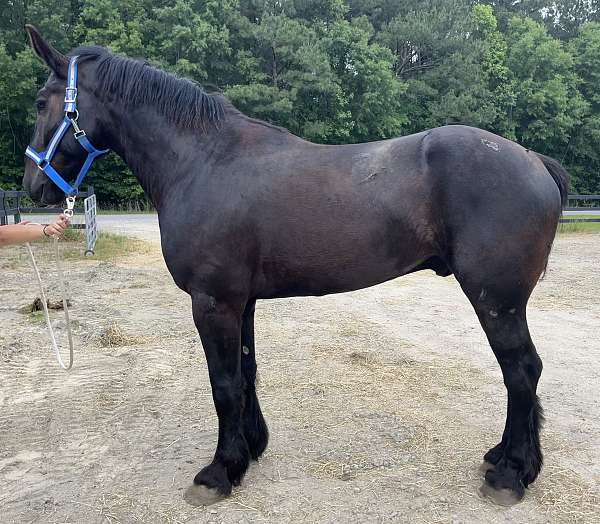 black-percheron-gelding