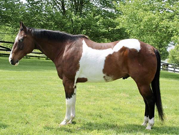 12-years-old-paint-horse