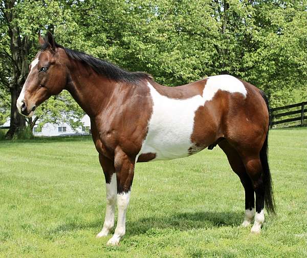 stocky-paint-horse
