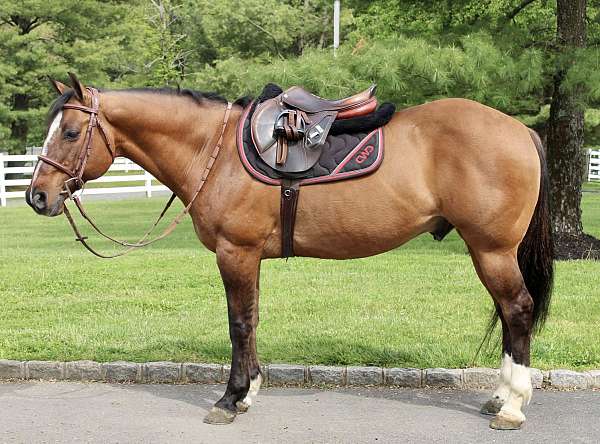 stocky-quarter-horse