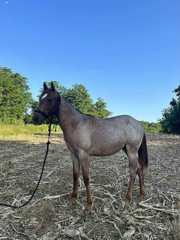 red-roan-roan-mustang-quarter-horse-filly