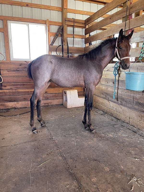 bay-roan-standardbred-filly