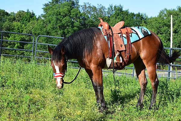 bay-started-under-saddle-horse