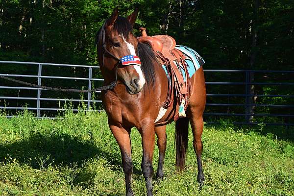 started-under-saddle-filly