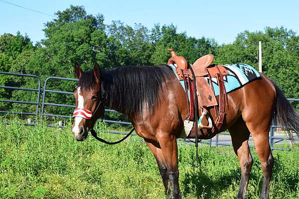 started-under-saddle-horse