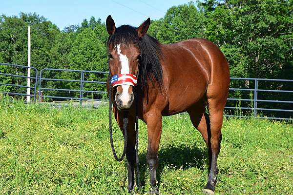 bay-horse-for-sale