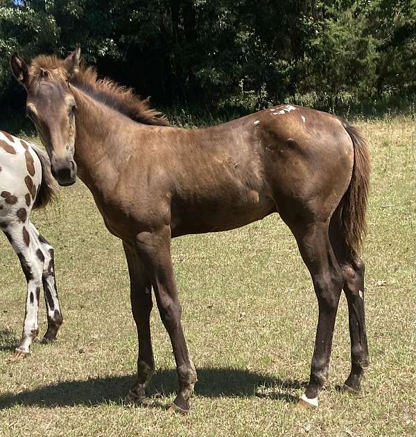 white-spotted-black-horse