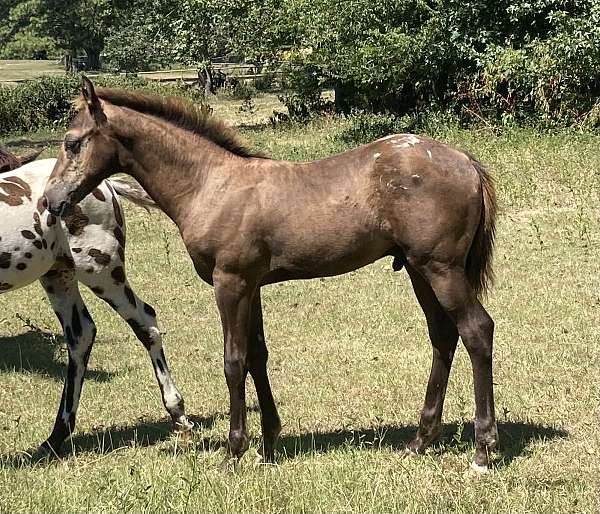 blanketed-colt-appaloosa-horse