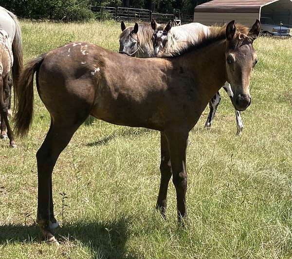 preformance-appaloosa-horse