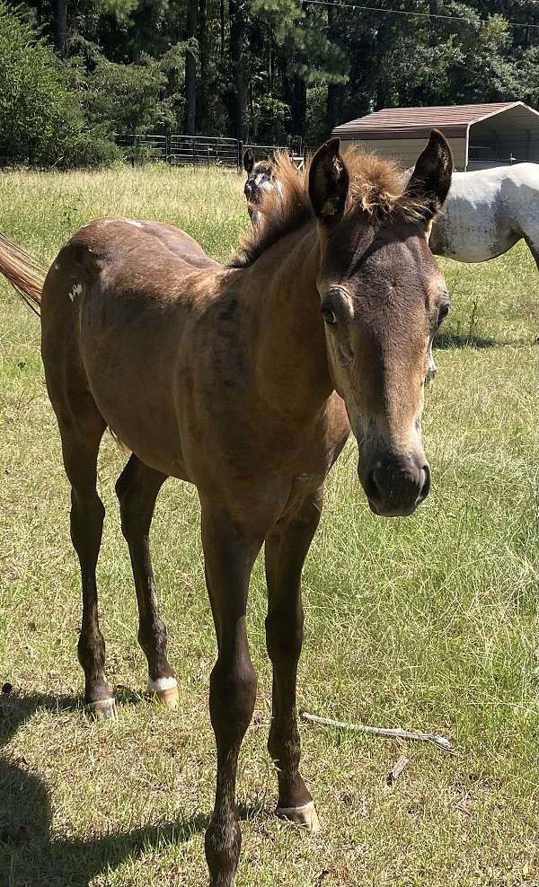 six-appaloosa-horse