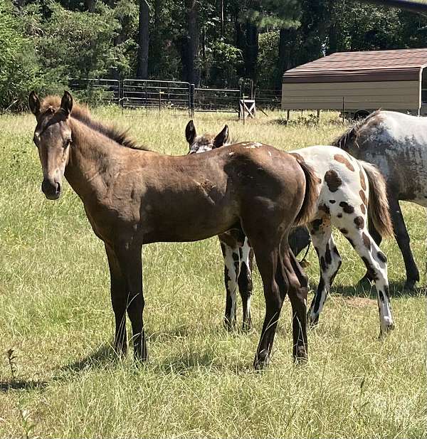 loads-into-trailer-appaloosa-horse