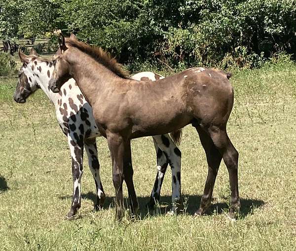 blanketed-colt-horse