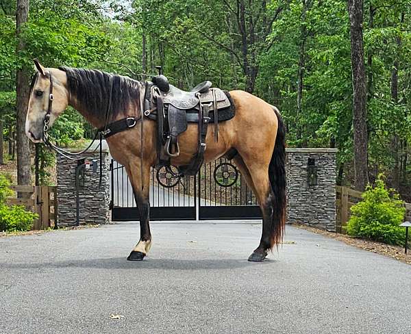 trail-gaited-horse-missouri-fox-trotter