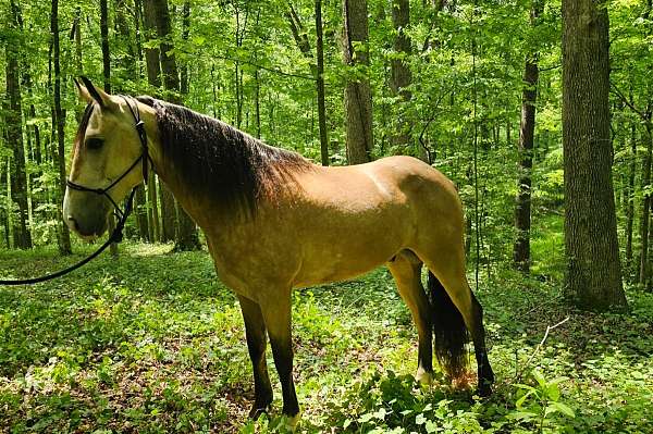 husband-safe-horse-missouri-fox-trotter