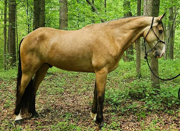 see-pictures-horse