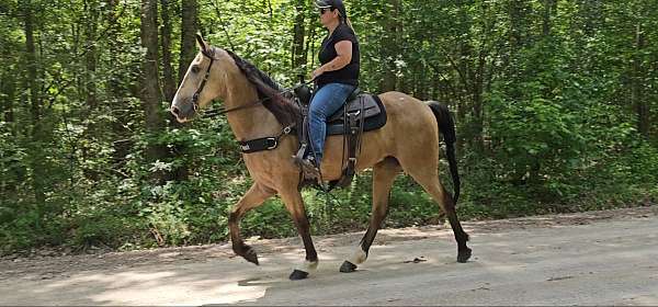 buckskin-see-pictures-horse