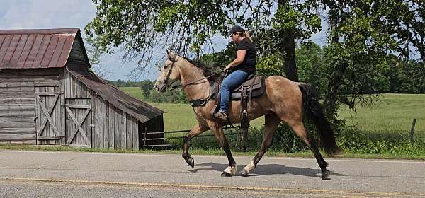 gaited-horse-missouri-fox-trotter