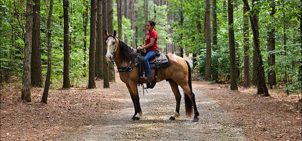 family-horse-missouri-fox-trotter