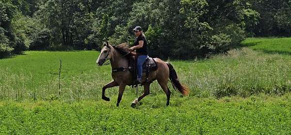 buckskin-missouri-fox-trotter-horse