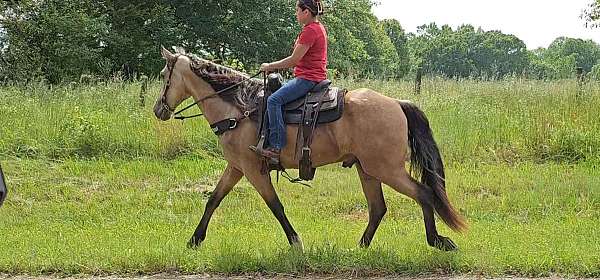 missouri-fox-trotter-horse