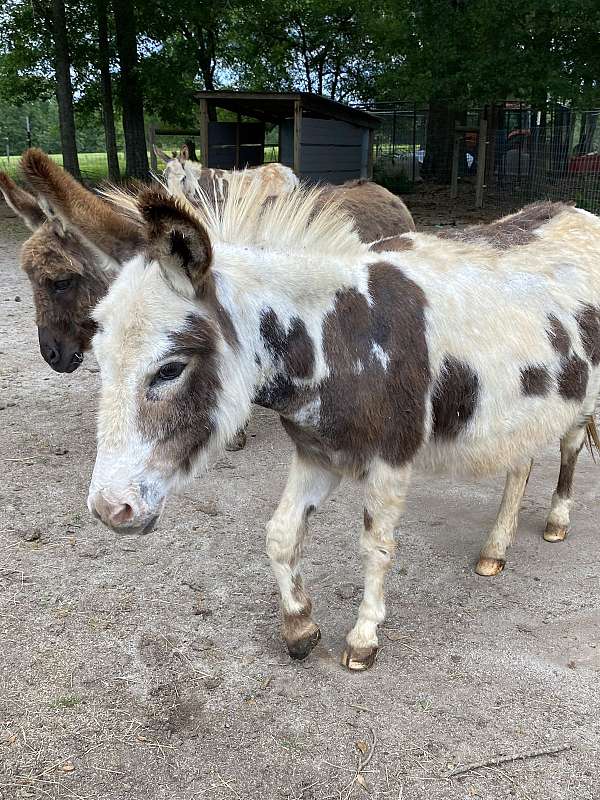 halter-trained-miniature-spotted-horse
